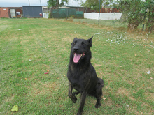 DUQUE, Hund, Malinois-Mix in Spanien - Bild 3