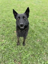 DUQUE, Hund, Malinois-Mix in Spanien - Bild 4