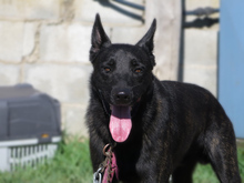 DUQUE, Hund, Malinois-Mix in Spanien - Bild 5