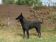 DUQUE, Hund, Malinois-Mix in Spanien - Bild 6