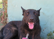 DUQUE, Hund, Malinois-Mix in Spanien - Bild 7