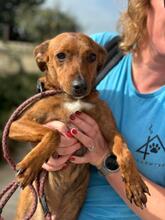 PIPO, Hund, Podenco-Mix in Spanien - Bild 1