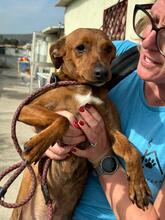 PIPO, Hund, Podenco-Mix in Spanien - Bild 2