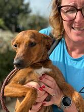 PIPO, Hund, Podenco-Mix in Spanien - Bild 5