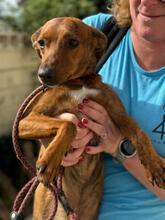 PIPO, Hund, Podenco-Mix in Spanien - Bild 6