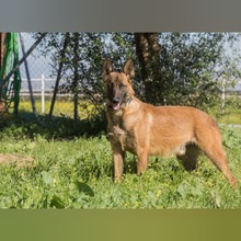 RONALD, Hund, Malinois in Spanien - Bild 2