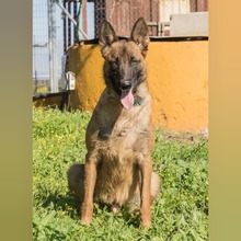 RONALD, Hund, Malinois in Spanien - Bild 3