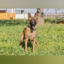 RONALD, Hund, Malinois in Spanien - Bild 4