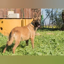 RONALD, Hund, Malinois in Spanien - Bild 5