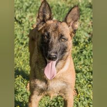 RONALD, Hund, Malinois in Spanien - Bild 6