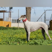 RAYO, Hund, Galgo Español in Slowakische Republik - Bild 2