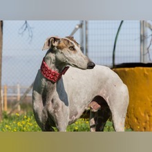 RAYO, Hund, Galgo Español in Slowakische Republik - Bild 3