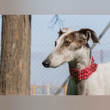 RAYO, Hund, Galgo Español in Slowakische Republik - Bild 4