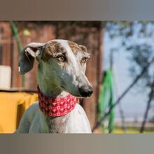 RAYO, Hund, Galgo Español in Slowakische Republik - Bild 5