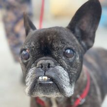 EDITH, Hund, Französische Bulldogge in Spanien - Bild 1