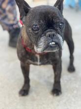 EDITH, Hund, Französische Bulldogge in Spanien - Bild 2