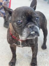 EDITH, Hund, Französische Bulldogge in Spanien - Bild 3