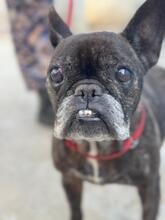 EDITH, Hund, Französische Bulldogge in Spanien - Bild 4