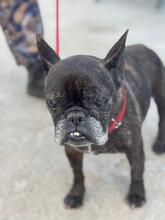 EDITH, Hund, Französische Bulldogge in Spanien - Bild 6