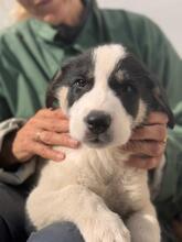 HÄNSEL, Hund, Mischlingshund in Spanien - Bild 1