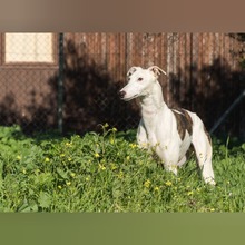 FARRUCO, Hund, Galgo Español in Spanien - Bild 2