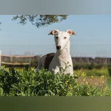 FARRUCO, Hund, Galgo Español in Spanien - Bild 3