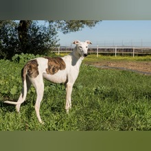 FARRUCO, Hund, Galgo Español in Spanien - Bild 4