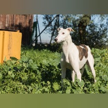 FARRUCO, Hund, Galgo Español in Spanien - Bild 5