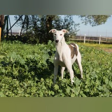 FARRUCO, Hund, Galgo Español in Spanien - Bild 6