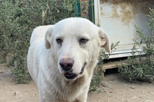 CIRO, Hund, Maremmano-Mix in Italien - Bild 1