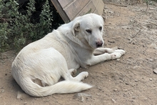 CIRO, Hund, Maremmano-Mix in Italien - Bild 4