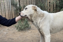 CIRO, Hund, Maremmano-Mix in Italien - Bild 5