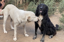 CIRO, Hund, Maremmano-Mix in Italien - Bild 6