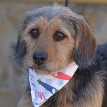 FABI, Hund, Mischlingshund in Spanien - Bild 1