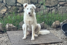 MARAROSA, Hund, Maremmano-Mix in Italien - Bild 2