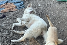 MARAROSA, Hund, Maremmano-Mix in Italien - Bild 4