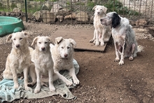 MARAROSA, Hund, Maremmano-Mix in Italien - Bild 5