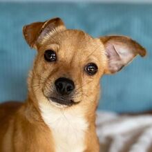 PEPE, Hund, Chihuahua-Zwergrehpinscher-Mix in Burgdorf - Bild 1