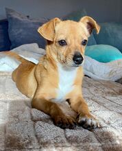 PEPE, Hund, Chihuahua-Zwergrehpinscher-Mix in Burgdorf - Bild 10