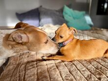 PEPE, Hund, Chihuahua-Zwergrehpinscher-Mix in Burgdorf - Bild 13