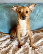 PEPE, Hund, Chihuahua-Zwergrehpinscher-Mix in Burgdorf - Bild 2