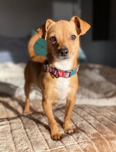 PEPE, Hund, Chihuahua-Zwergrehpinscher-Mix in Burgdorf - Bild 5