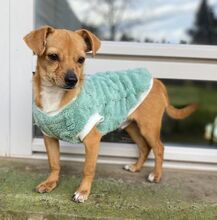 PEPE, Hund, Chihuahua-Zwergrehpinscher-Mix in Burgdorf - Bild 9