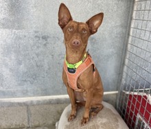 BERTA, Hund, Podenco in Spanien - Bild 1