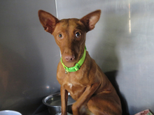 BERTA, Hund, Podenco in Spanien - Bild 2