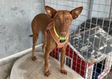 BERTA, Hund, Podenco in Spanien - Bild 3