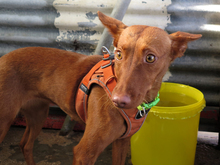 BERTA, Hund, Podenco in Spanien - Bild 4