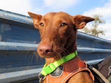 BERTA, Hund, Podenco in Spanien - Bild 5