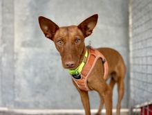 BERTA, Hund, Podenco in Spanien - Bild 6