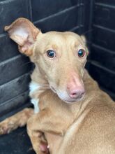 CIARA, Hund, Podenco Andaluz Maneto in Spanien - Bild 3